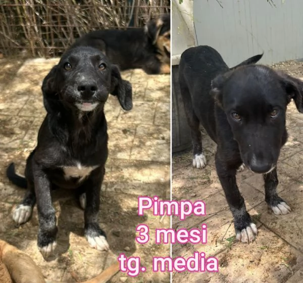 Cuccioli di 23 mesi Taglie medie | Foto 2
