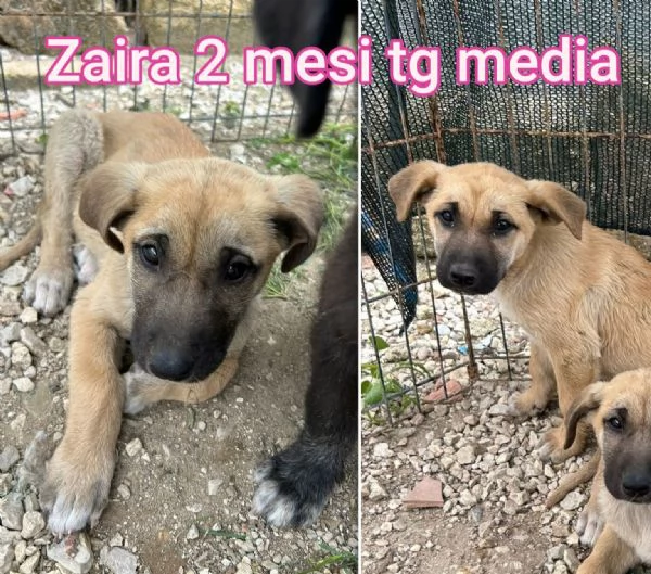 Cuccioli di 23 mesi Taglie medie