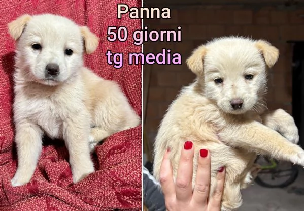 Cuccioli di 23 mesi Taglie medie | Foto 2