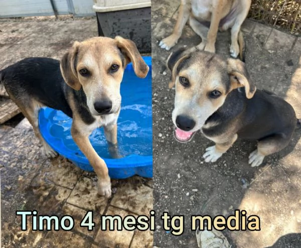 Cuccioli di 23 mesi Taglie medie | Foto 4