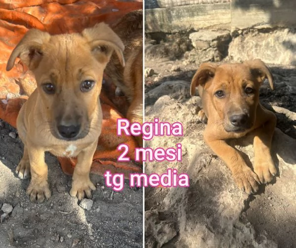 Cuccioli di 23 mesi Taglie medie | Foto 4