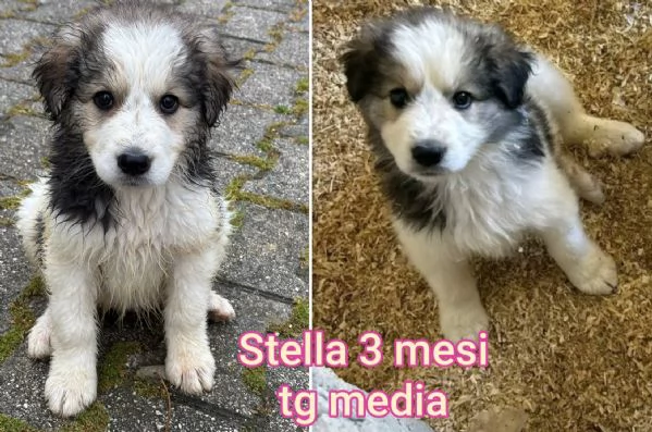 Cuccioli di 23 mesi Taglie medie | Foto 1
