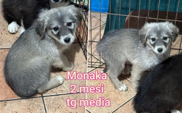 Cuccioli di 23 mesi Taglie medie | Foto 3