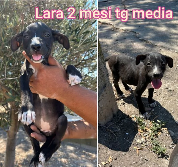 Cuccioli di 23 mesi Taglie medie | Foto 3