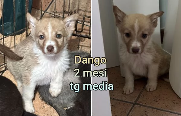 Cuccioli di 23 mesi Taglie medie