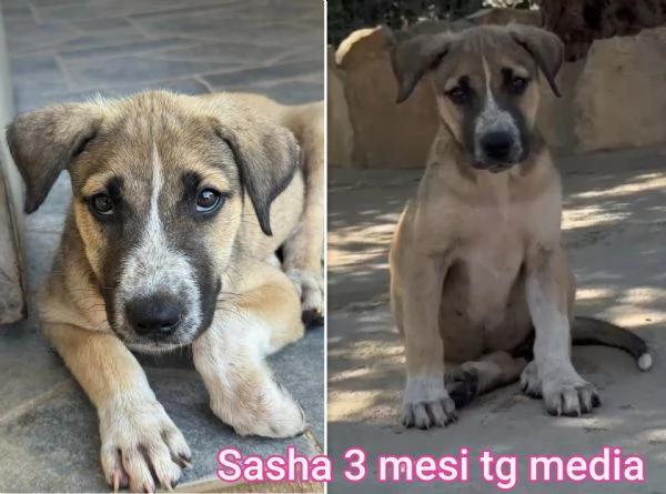 Cuccioli di 23 mesi Taglie medie