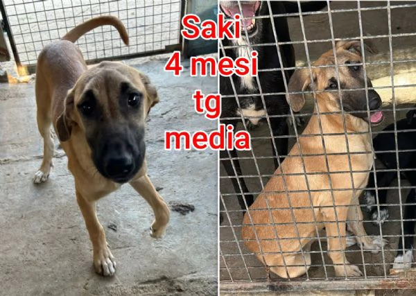 Cuccioli di 23 mesi Taglie medie | Foto 2