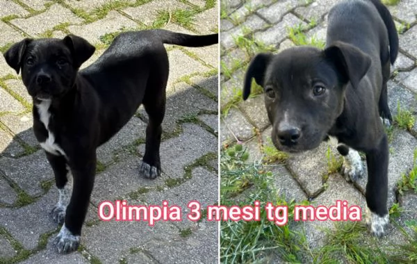 Cuccioli di 23 mesi Taglie medie | Foto 2