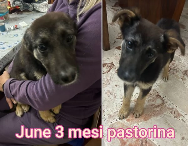Cuccioli di 23 mesi Taglie medie | Foto 5
