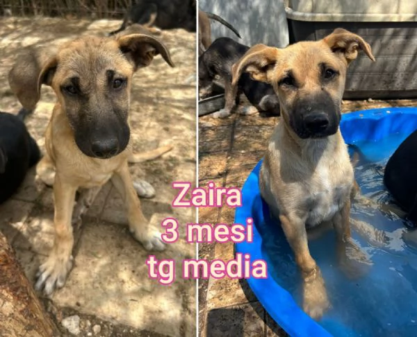 Cuccioli di 23 mesi Taglie medie | Foto 1