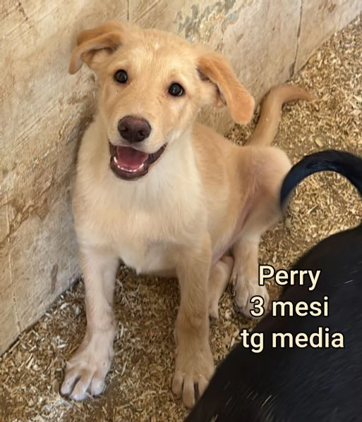 Cuccioli di 23 mesi Taglie medie | Foto 3