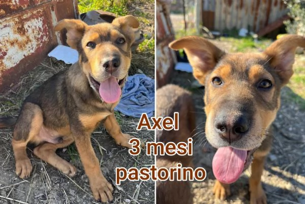 Cuccioli di 23 mesi Taglie medie | Foto 1