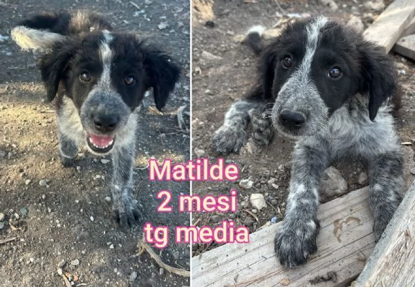Cuccioli di 23 mesi Taglie medie | Foto 4