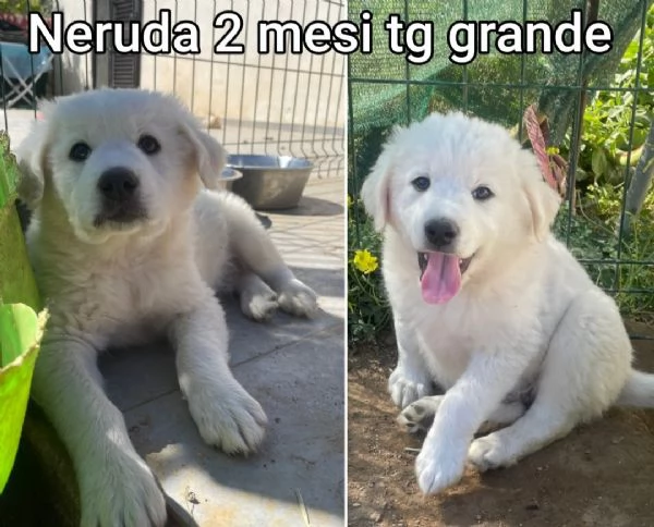 Cuccioli di 23 mesi Taglie medie | Foto 4