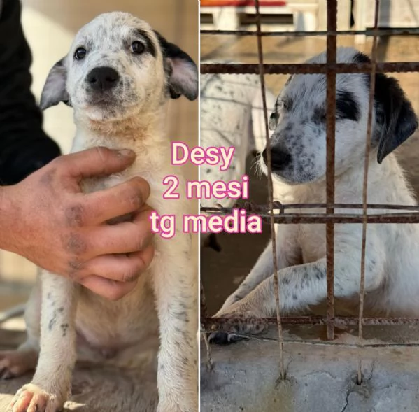 Cuccioli di 23 mesi Taglie medie | Foto 2