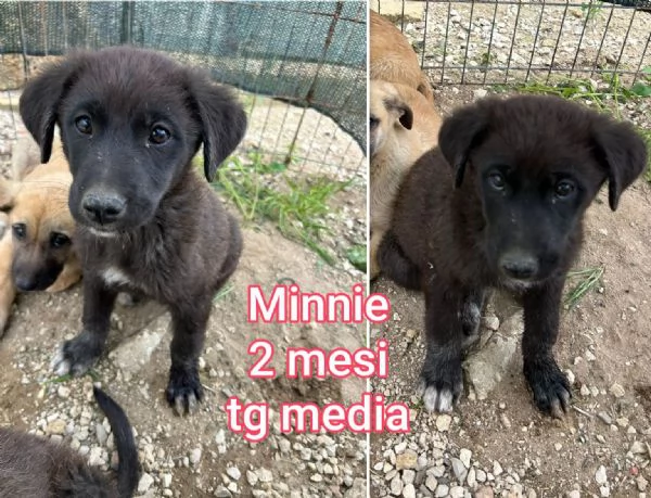 Cuccioli di 23 mesi Taglie medie | Foto 1