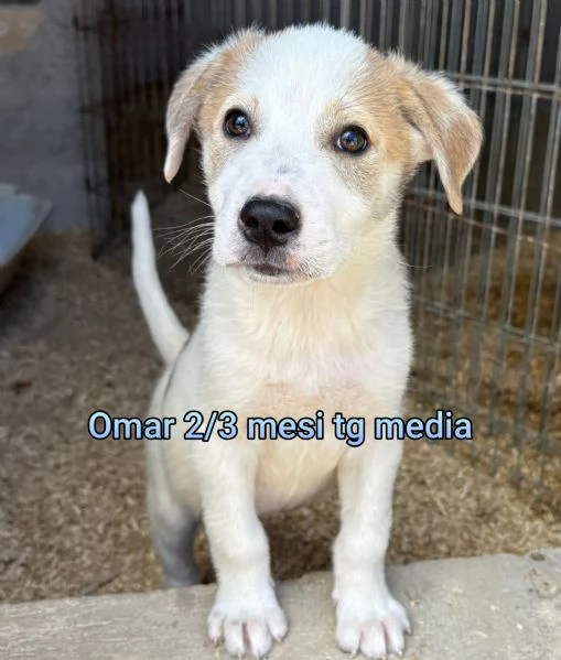 Cuccioli di 23 mesi Taglie medie | Foto 2