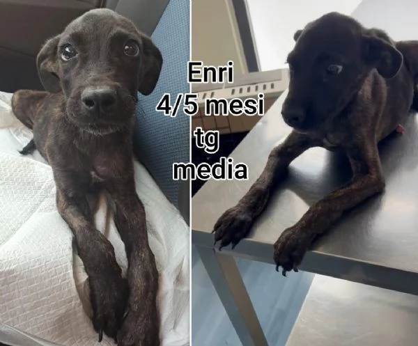 Cuccioli di 23 mesi Taglie medie | Foto 3