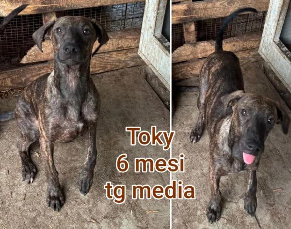 Cuccioli di 23 mesi Taglie medie | Foto 3