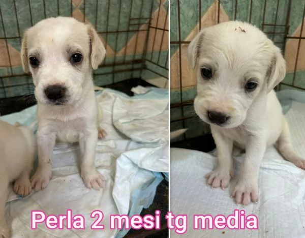 Cuccioli di 23 mesi Taglie medie