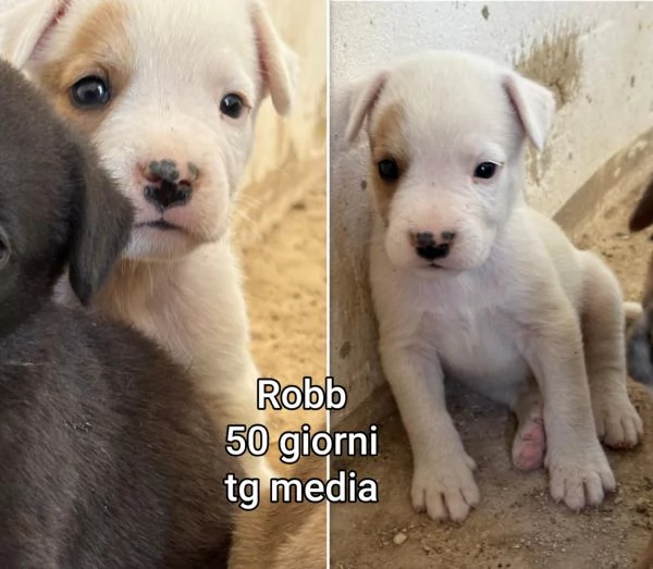Cuccioli di 23 mesi Taglie medie | Foto 3