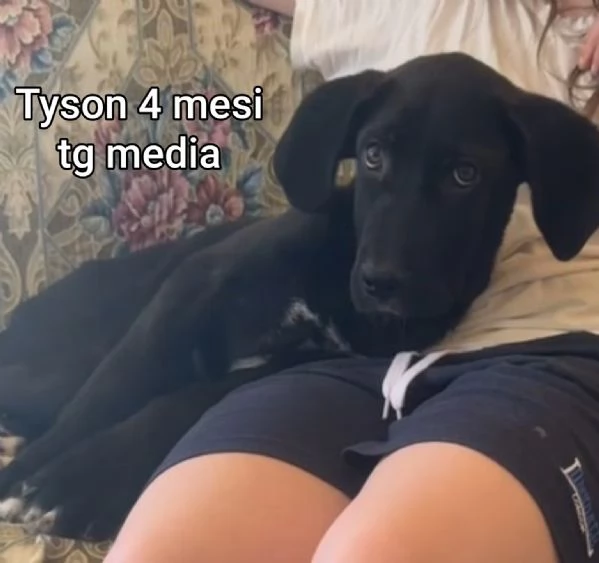 Cuccioli di 23 mesi Taglie medie