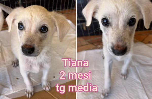 Cuccioli di 23 mesi Taglie medie
