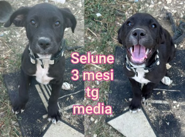 Cuccioli di 23 mesi Taglie medie | Foto 1