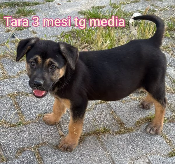 Cuccioli di 23 mesi Taglie medie | Foto 0