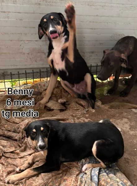 Cuccioli di 23 mesi Taglie medie | Foto 1