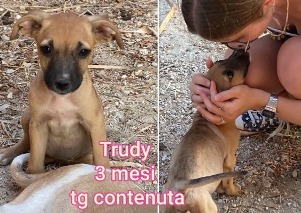 Cuccioli di 23 mesi Taglie medie