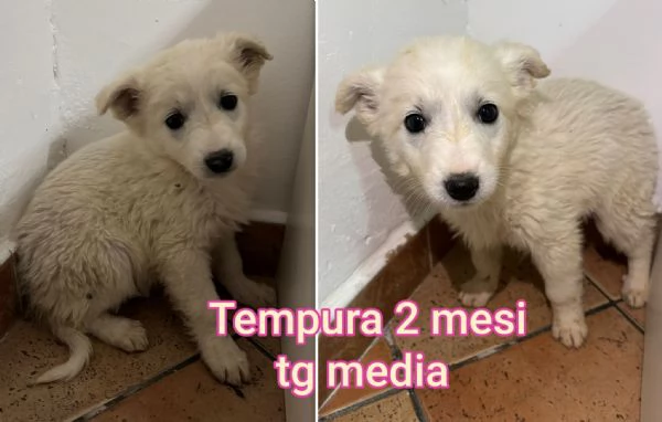 Cuccioli di 23 mesi Taglie medie | Foto 0