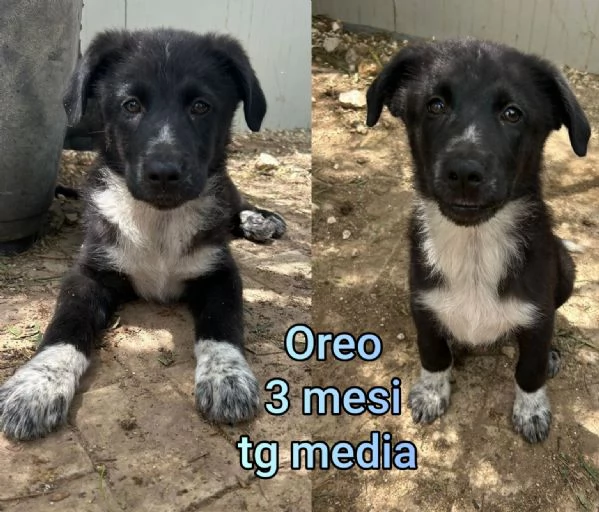Cuccioli di 23 mesi Taglie medie | Foto 0