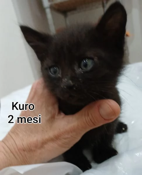 MICINI GETTATI COME SPAZZATURA | Foto 6