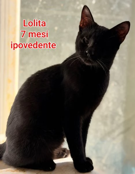 MICINI GETTATI COME SPAZZATURA | Foto 6