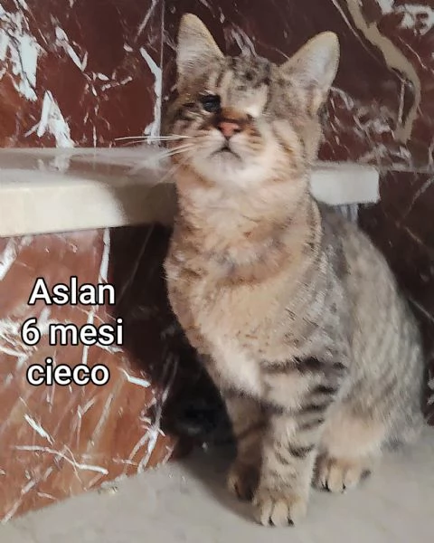 MICINI GETTATI COME SPAZZATURA | Foto 5