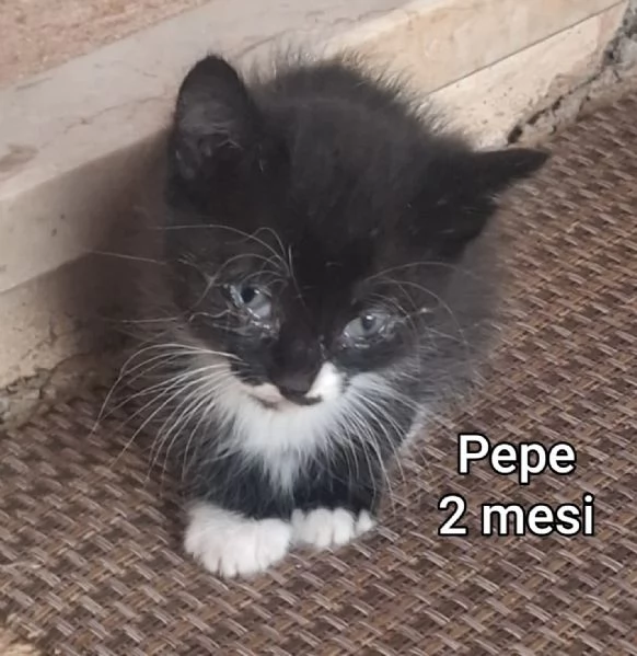 MICINI GETTATI COME SPAZZATURA | Foto 5