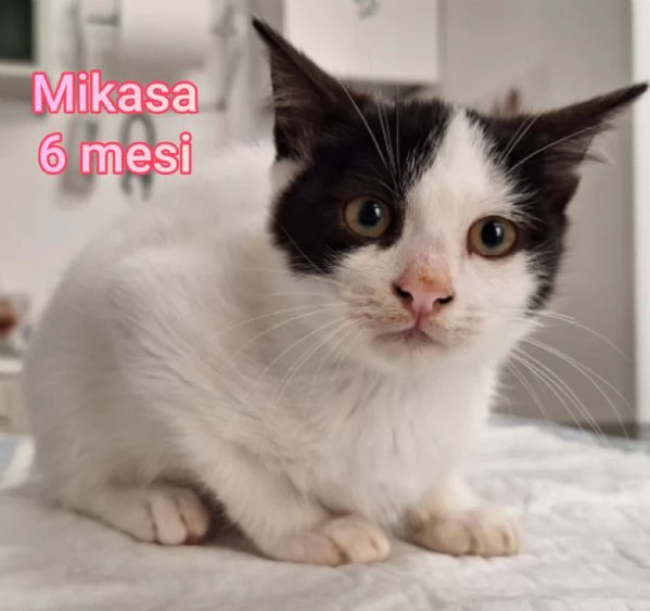 MICINI GETTATI COME SPAZZATURA | Foto 4