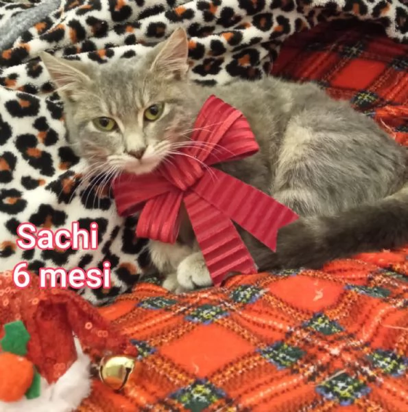 MICINI GETTATI COME SPAZZATURA