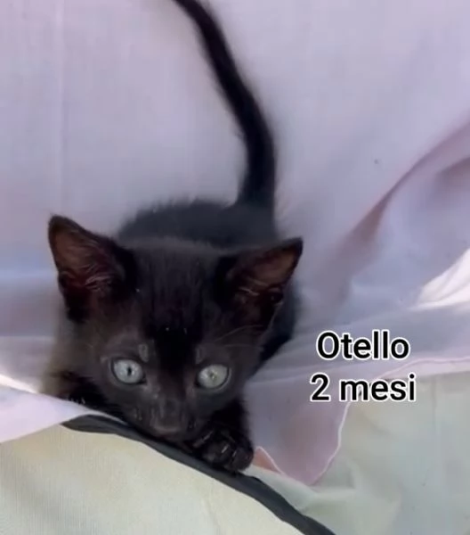 MICINI GETTATI COME SPAZZATURA | Foto 6