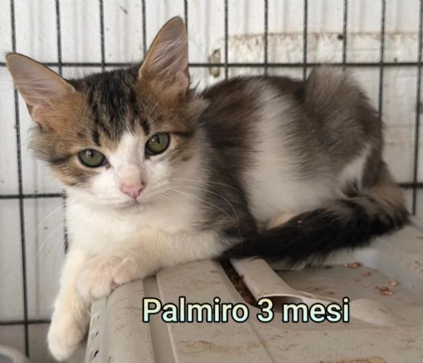 MICINI GETTATI COME SPAZZATURA | Foto 6