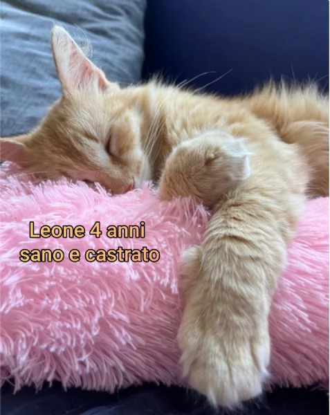 MICINI GETTATI COME SPAZZATURA | Foto 4