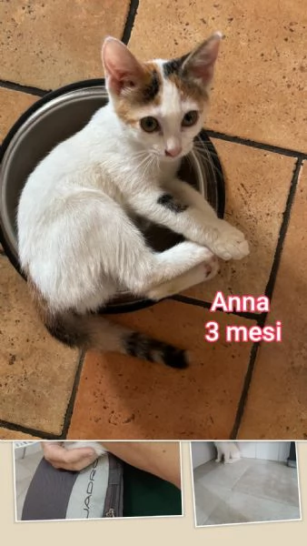 MICINI GETTATI COME SPAZZATURA | Foto 5