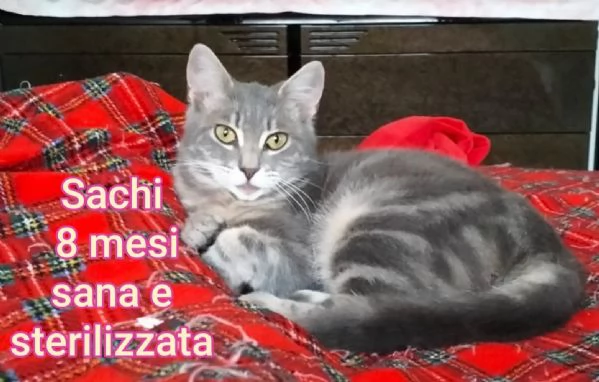 MICINI GETTATI COME SPAZZATURA | Foto 6