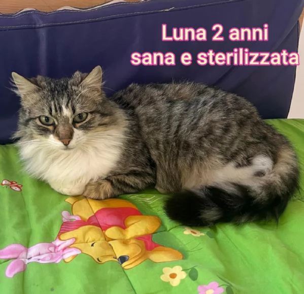 MICINI GETTATI COME SPAZZATURA | Foto 2