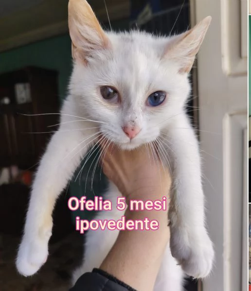 MICINI GETTATI COME SPAZZATURA | Foto 5