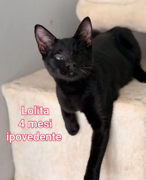 MICINI GETTATI COME SPAZZATURA | Foto 5