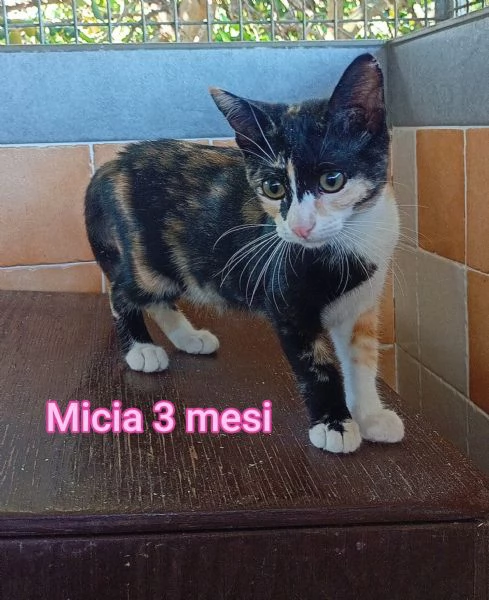 MICINI GETTATI COME SPAZZATURA | Foto 3