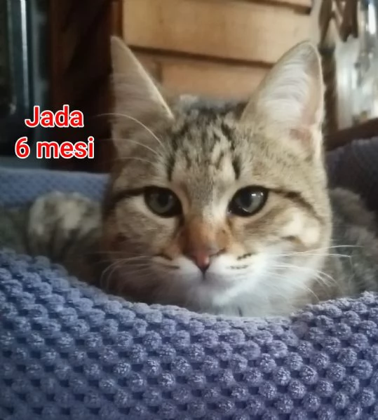 MICINI GETTATI COME SPAZZATURA | Foto 5