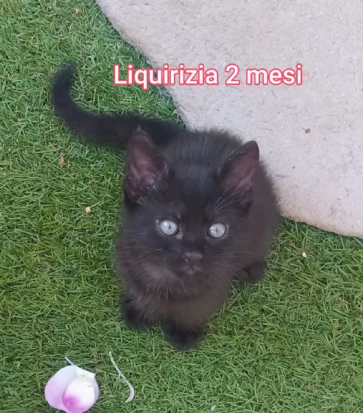 MICINI GETTATI COME SPAZZATURA | Foto 2